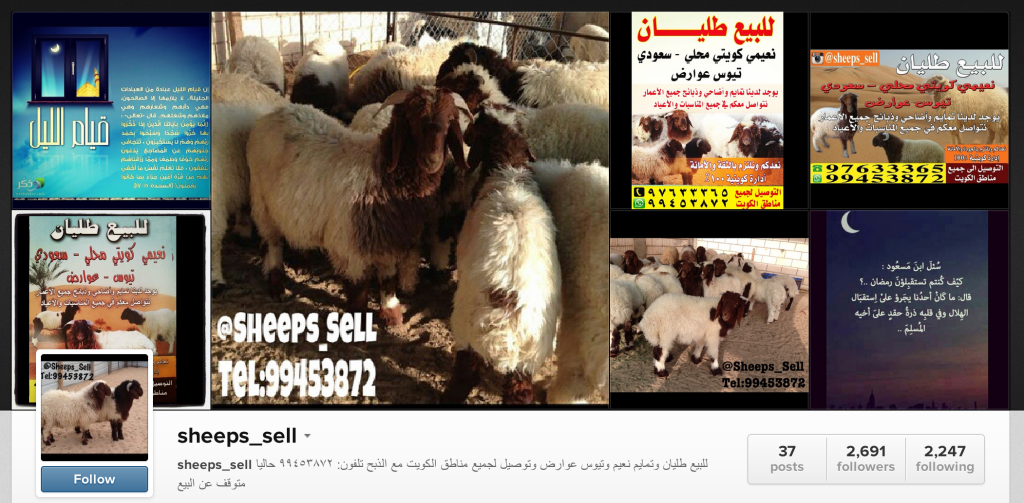 Sheep Selling on Instagram