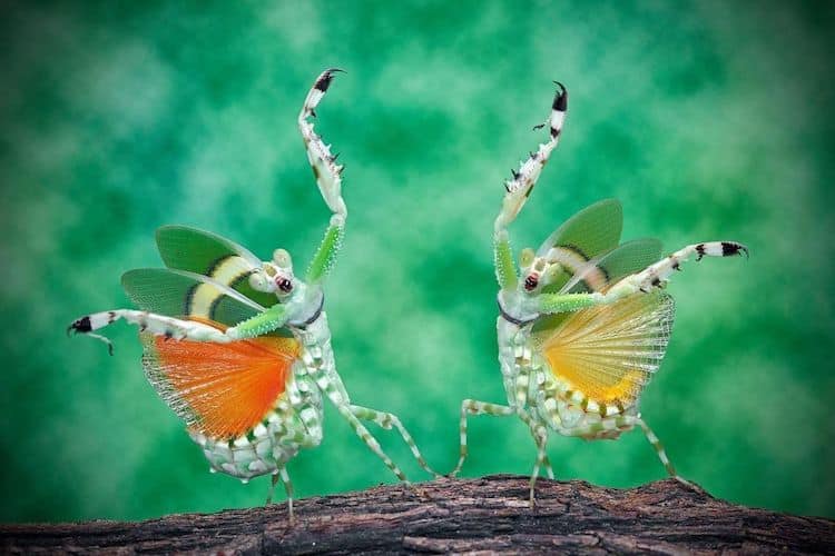 Mantis Macro Photography